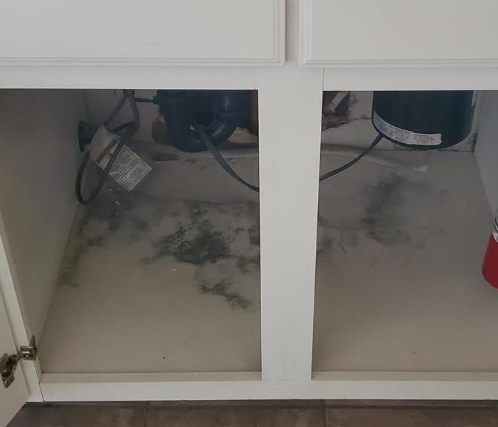 Mold underneath kitchen cabinet